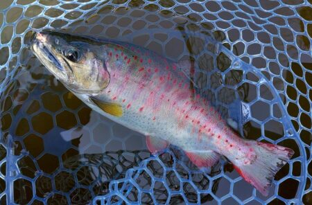 フライメインでルアーを少し ～岡崎トラウトポンド～